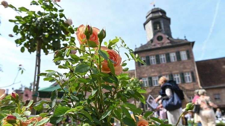 Das Fürstliche Gartenfest Schloss Wolfsgarten mit außergewöhnlicher Pflanzenvielfalt. Bild: Marc Strohfeldt.