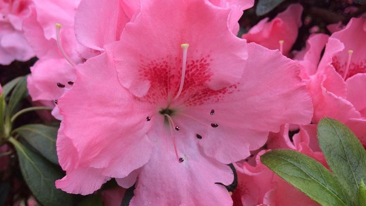 Farbenpracht der Azaleen - 19. März bis 1. Mai 2022. Foto: botanika.