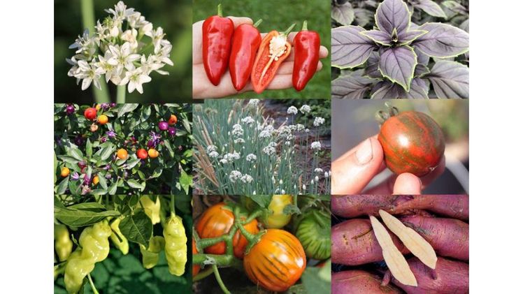 Produkte von von Lubera. Bild: Lubera.