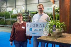 Silber: Agapanthus africanus 'Lady Lauren' - Agapanthus bv. Bild: © FLORALL. 