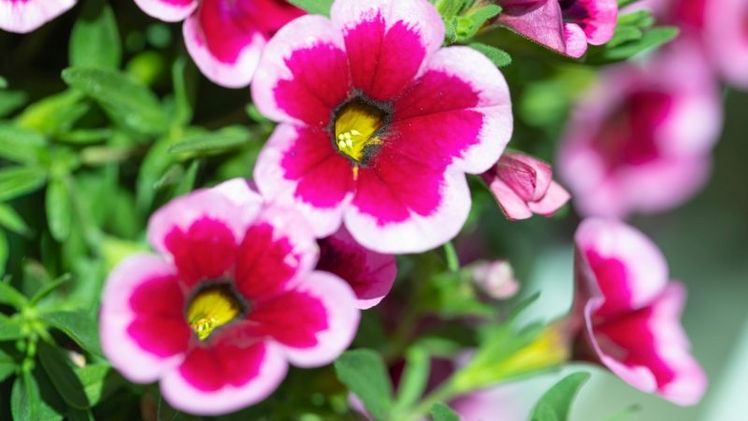 Die „Bayerische Pflanze des Jahres“ ist etwas Besonderes: Die glöckchenförmigen Blüten sehen aus wie Feenröckchen und ihr Farbmuster ist einmalig. Bild: Carola Thieme.