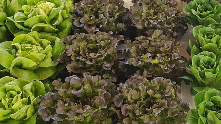 Salat-Demotage vom 27. September bis 1. Oktober in ‘s-Gravenzande. Bild: GABOT.