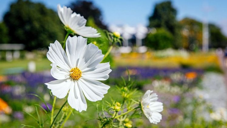 Vor dem Danakil blühen die Dahlien. Mit dabei Deutschlands älteste, im Handel befindliche Dahlie von 1881 – Kaiser Wilhelm. Bild: egapark Erfurt.