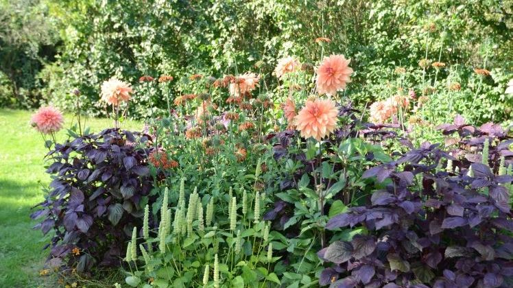 ‘SUMMER SALSA’©. Bild: Verver Export.