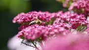 Die Bienenfreunde sind eine Ergänzung zum vorhandenen Pflanzenwuchs der Umgebung. Bild: Pflanzenfreude.de.
