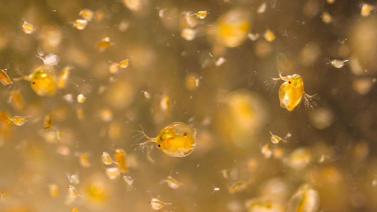 Pestizide können bereits in geringsten Konzentrationen Wirkungen auf sensitive Individuen haben. Das zeigen u.a. die Versuche mit Wasserflöhen. Bild: André Künzelmann / UFZ.