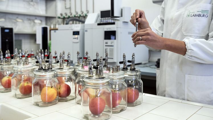 Seit mehr als 20 Jahren beschäftigt sich die Forschung am Versuchszentrum Laimburg mit der Lagerung von Äpfeln, um sofort in die Praxis übertragbare Lösungen zu finden. Bild: © Laimburg Research Centre/ivo corrà.