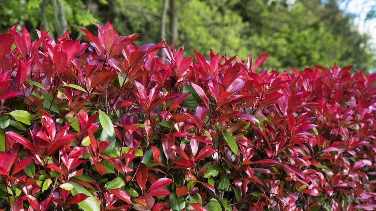 Roter Heckentraum mit Photinia Devil's Dream. Bildrechte Devil’s Dream.