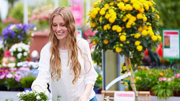 Farbenfrohe Blütenfülle: Im gut sortierten Fachhandel findet derzeit garantiert alle etwas, was ihnen gefällt. Ein Gutschein zum Muttertag für eine Gärtnerei in der Nähe kommt daher sicher gut an. Bildnachweis: GMH/BVE.