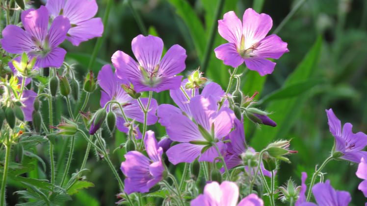 Storchschnabel statt Geranie – so klappt es mit der Artenvielfalt. Bild: Malte Schoon.