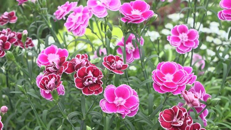 Die Sorte Aura hat ein eigenes Marketingkonzept bekommen und tritt ab sofort mit der Sorte Colón im Duo auf. Bild: Selecta one.