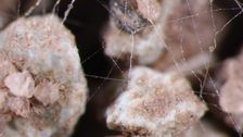 Pilzfäden liegen in der Erde als feinste Strukturen vor. Schon geringe Einwirkungen und Säuberungen können diese zerstören. Mit dem neuen Ansatz der TUM gelingt es, diese so wenig wie möglich zu verändern. Bild: Jan Jansa, TUM.