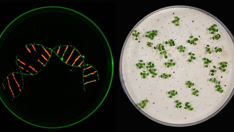 In der Arbeit nutzten die Forschenden Marker, um verschiedene Pflanzensamen voneinander zu unterscheiden.Unter UV-Licht erscheinen transgene Samen dann jedoch rot, nicht-transgene grün (linkes Bild). Bild: Jessica Lee Erickson.