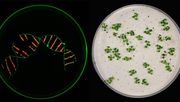 In der Arbeit nutzten die Forschenden Marker, um verschiedene Pflanzensamen voneinander zu unterscheiden.Unter UV-Licht erscheinen transgene Samen dann jedoch rot, nicht-transgene grün (linkes Bild). Bild: Jessica Lee Erickson.