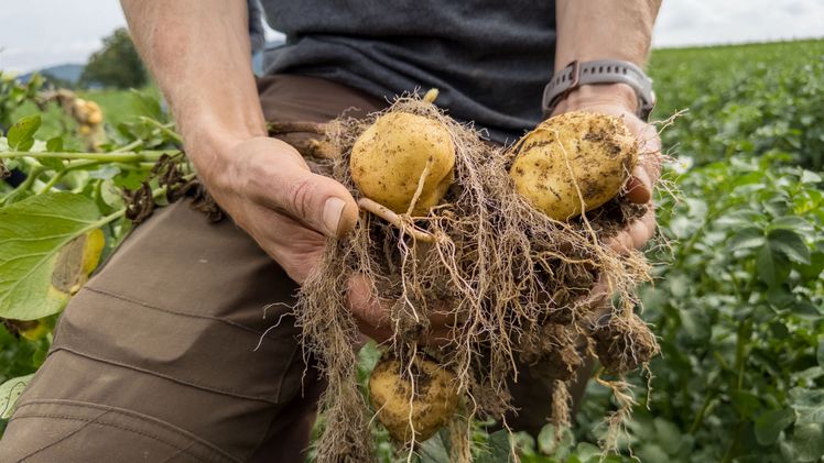 Die ersten Knollen der Biokartoffelsorte Gaya aus dem Versuchsfeld. Die Gaya ist etwas runder und ihre Schale etwas rauer. Es ist deshalb noch nicht sicher, dass die Konsumentinnen und Konsumenten diese neue, robuste Sorte akzeptieren. Bild: lid.ch / jvo.