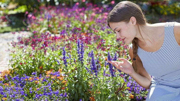Blütenpracht auch ohne viel zu gießen: Zahlreiche Pflanzen gedeihen auch mit wenig Wasser. Bei der Auswahl von trockenheitsresistenten Arten und Sorten berät der gut sor-tierte Gartenfachhandel. Bild: GMH/BVE.