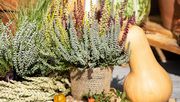 Knospenheide im herbstlichen Stillleben: mit Kürbissen, Hagebutten und Weizenbüscheln. Bild: © Blumen – 1000 gute Gründe.