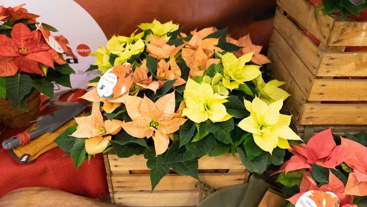 Poinsettien-Sortiment  mit bewährten Sorten wie der Christmas Feelings® Familie und den modernen Schönheiten der Christmas Beauty Serie. Bild: Selecta One.