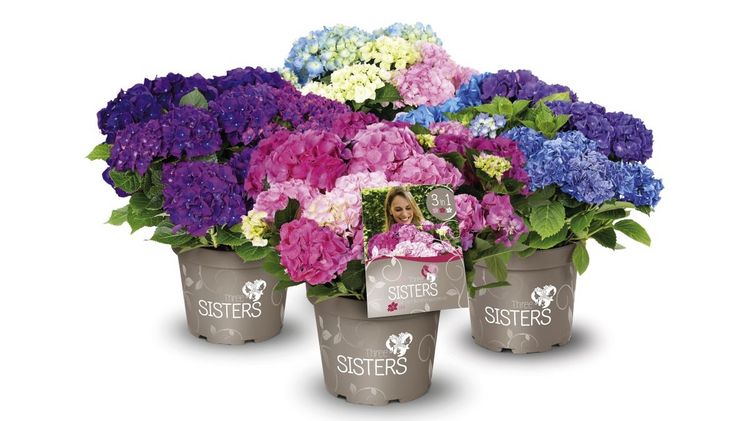 Three Sisters® Hortensie vereint harmonische Farben in einem Topf. Bild: Heinje.
