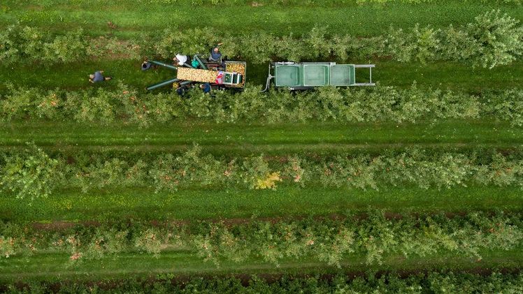 Mit der Gemeinsamen Marktorganisation (GMO) stehe dem Obstsektor ein besonderes Förderinstrument mit vergleichsweise großem Gestaltungsspielraum für die Erzeugerorganisationen zur Verfügung. Bild: MLR / Jan Potente. Mit der Gemeinsamen Marktorganisation (GMO) stehe dem Obstsektor ein besonderes Förderinstrument mit vergleichsweise großem Gestaltungsspielraum für die Erzeugerorganisationen zur Verfügung. Bild: MLR / Jan Potente.