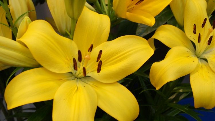 Die Dutch Lily Days 2020 werden auf das Jahr 2021 verschoben. Bild: GABOT.