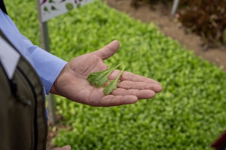 Cora Seeds, gegründet 2006 in Cesena, gehört zu den führenden internationalen Unternehmen in der Saatgutbranche. Bild: Cora Seeds. 