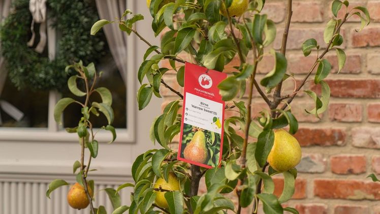 Erleben Sie den nachhaltigen Fruchtbengel®-POS-Stand zum Nachbestellen. Bild: Heinje.