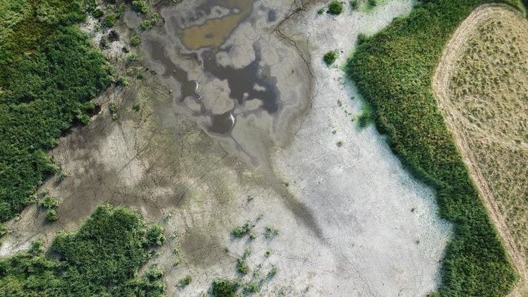 Im Sommer 2018 trockengefallene Wasserfläche im Polder Zarnekow, einem der Untersuchungsstandorte. In den folgenden Wochen hat sich auf der Fläche rasch neue Vegetation angesiedelt und dabei effektiv Kohlendioxid gespeichert. Bild: Mathias Zöllner GFZ.