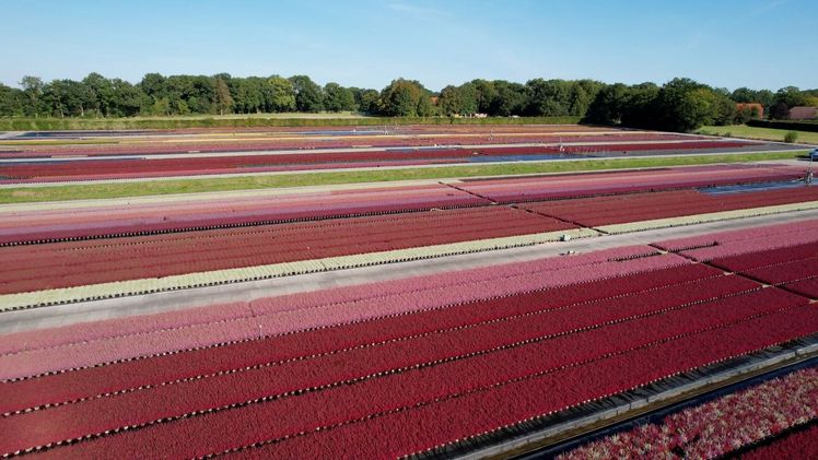 Qualität im Fokus bei der Baumschule Delger. Bild: Delger.
