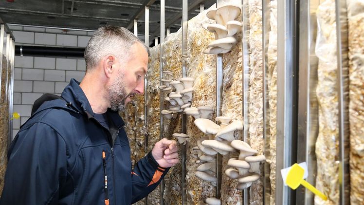 Fabian Schneebeli kontrolliert das Wachstum seiner Pilze. Bild: rho.