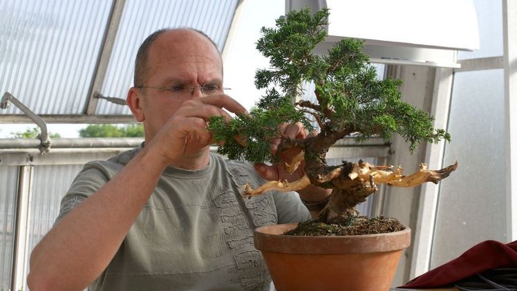 Bonsaiausstellung des Bonsaiclub-Berlin im Botanischen Garten Berlin. Bild: © Bonsaiclub-Berlin.