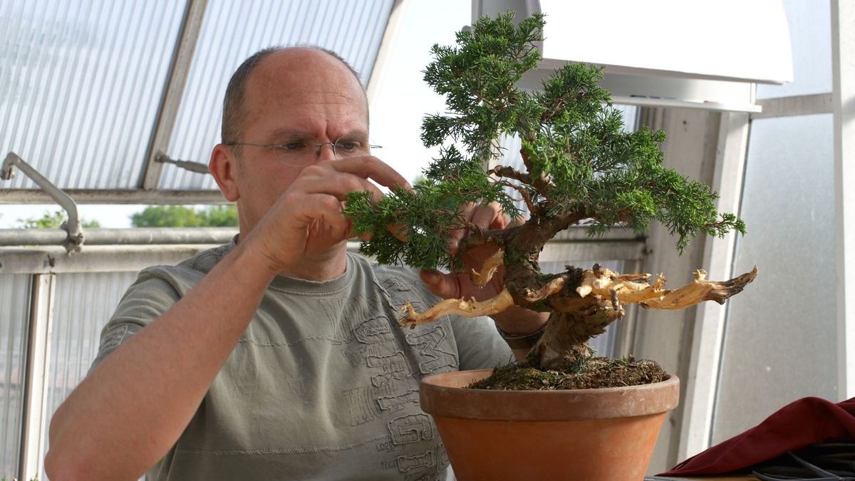 Berlin: Bonsaiausstellung im Botanischen Garten | Gabot.de