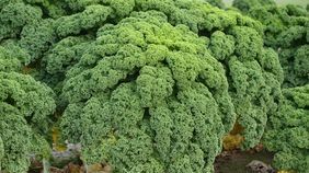 Die Grünkohlernte beginnt nur langsam, noch ist es recht warm. Doch mit kühleren Temperaturen steigt die Nachfrage und die Lust der Verbraucher auf das beliebte Wintergemüse. Bild: Landwirtschaftskammer Schleswig-Holstein. Die Grünkohlernte beginnt nur langsam, noch ist es recht warm. Doch mit kühleren Temperaturen steigt die Nachfrage und die Lust der Verbraucher auf das beliebte Wintergemüse. Bild: Landwirtschaftskammer Schleswig-Holstein.