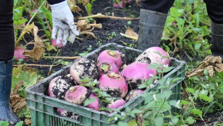 Das Ernten der Herbstrüben erfordert viel Handarbeit. Bild: rho/lid.