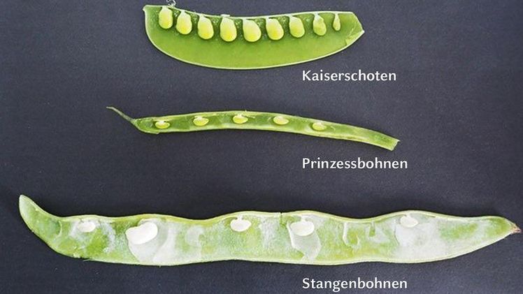 Samenkörner in verschiedenen Erbsen- und Bohnenschoten. Das Forschungsteam hat geklärt, warum die Abstände zwischen den Samen in jeder Schote so ähnlich sind und wie die Abstände im Verhältnis zur Samengröße stehen. Bild: HHU / Nozomi Kawamoto. Samenkörner in verschiedenen Erbsen- und Bohnenschoten. Das Forschungsteam hat geklärt, warum die Abstände zwischen den Samen in jeder Schote so ähnlich sind und wie die Abstände im Verhältnis zur Samengröße stehen. Bild: HHU / Nozomi Kawamoto.
