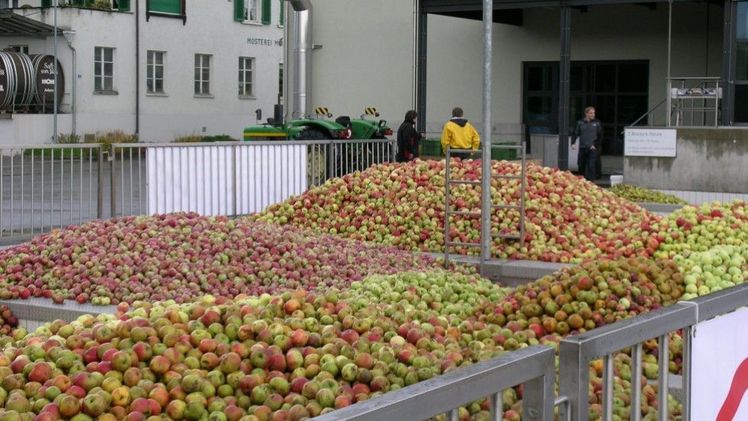 2019 wurden in der Schweiz 53.811 Tonnen Mostäpfel geerntet. Bild: Isabelle Schwander. 