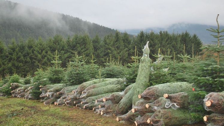 Weihnachtsbäume 2017: Preise stabil, Trend zum regionalen Baum.