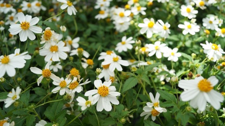 Tag der offenen Tür am Bildungszentrum Gartenbau in Essen. Bild: GABOT.