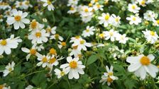 Am Donnerstag, den 30. Juli 2026 veranstaltet die Lehr- und Versuchsanstalt für Gartenbau (LVG) in Bad Zwischenahn den diesjährigen Beet- und Balkonpflanzennachmittag. Bild: GABOT.