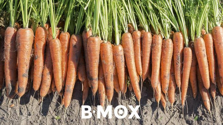 B-Mox, die neueste Innovation von Bejo, wird auf der FRUIT LOGISTICA 2018 vorgestellt. Bild: Bejo.
