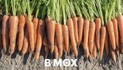 B-Mox, die neueste Innovation von Bejo, wird auf der FRUIT LOGISTICA 2018 vorgestellt. Bild: Bejo.
