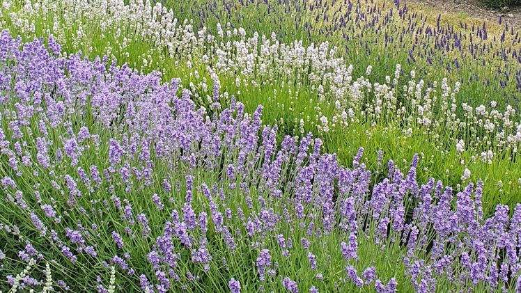 Englischer Lavendel. Bild: Helix.