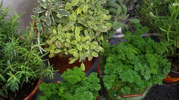 Kräuter enthalten nicht nur Vitamine und Mineralstoffe, sondern noch weitere Stoffe, die sie erst so bedeutsam für die Küche machen. Bild: GABOT.