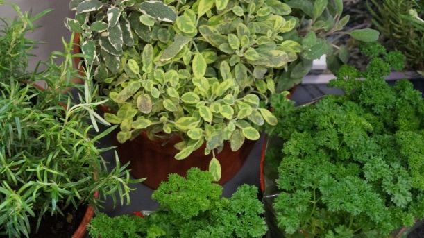 Greenpeace hat in Österreich Küchenkräuter untersucht. Bild: GABOT.