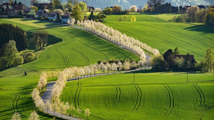 Klaus Ruschmaritsch aus Neustadt an der  Weinstraße hat mit seinem Beitrag „Blüten-band“ die Expertenjury überzeugt und ist der Gewinner des Agrarfotopreises. Bild: Klaus Ruschmaritsch.