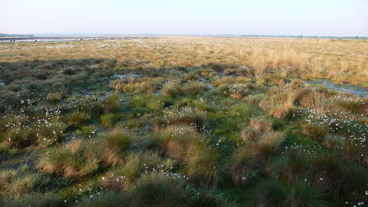 Ahlen-Falkenberger Moor Moorinventur D-Lux 2007. Bild: IVG.