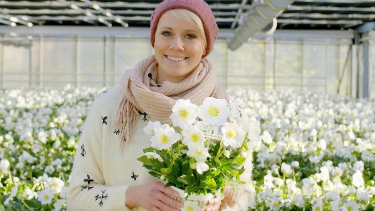 Christrose WinterSun®. Bild: Volmary. Christrose WinterSun®. Bild: Volmary.