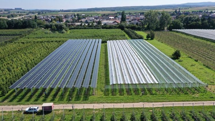 Die Solarmodule schützen die Apfelbäume u.a. vor zu starker Sonneneinstrahlung und Extremwetter. Bild: Fraunhofer ISE.