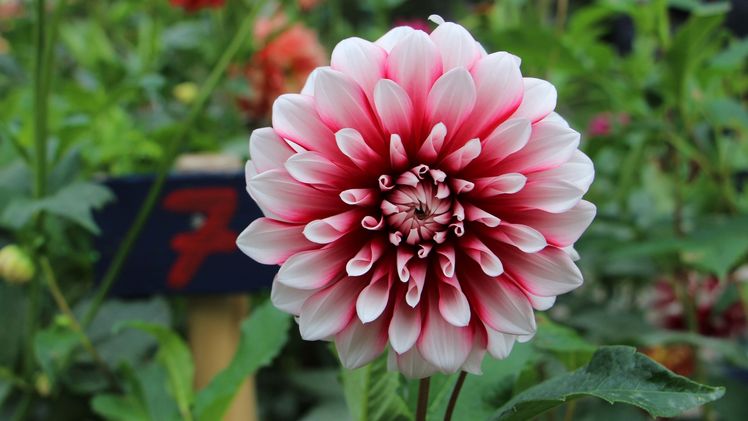 Die prämierte Dahliensorte. © Gartenschau Bad Herrenalb 2017.