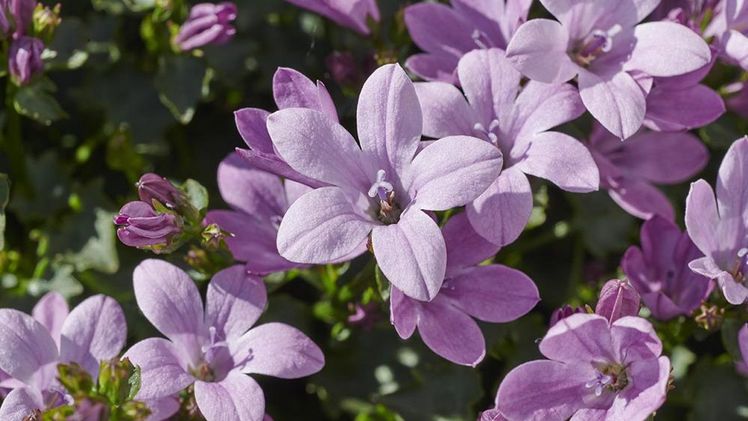 Ambella® Pink ist eine pflegeleichte Pflanze, die fast das ganze Jahr über blüht. Bild: ADDENDA.